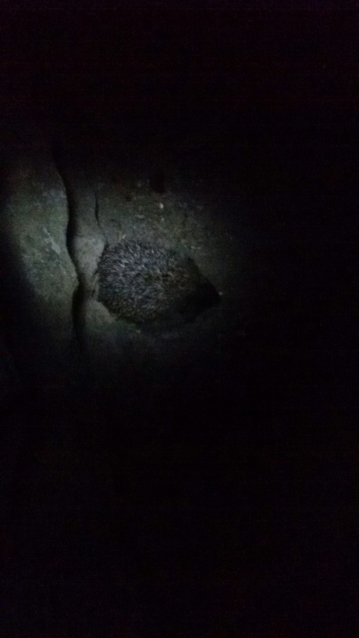 Junger Igel