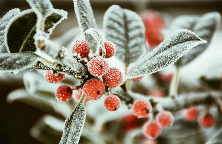 ice