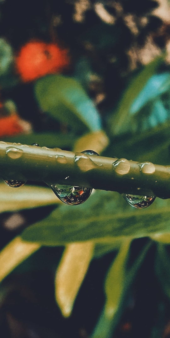 rain ?️
