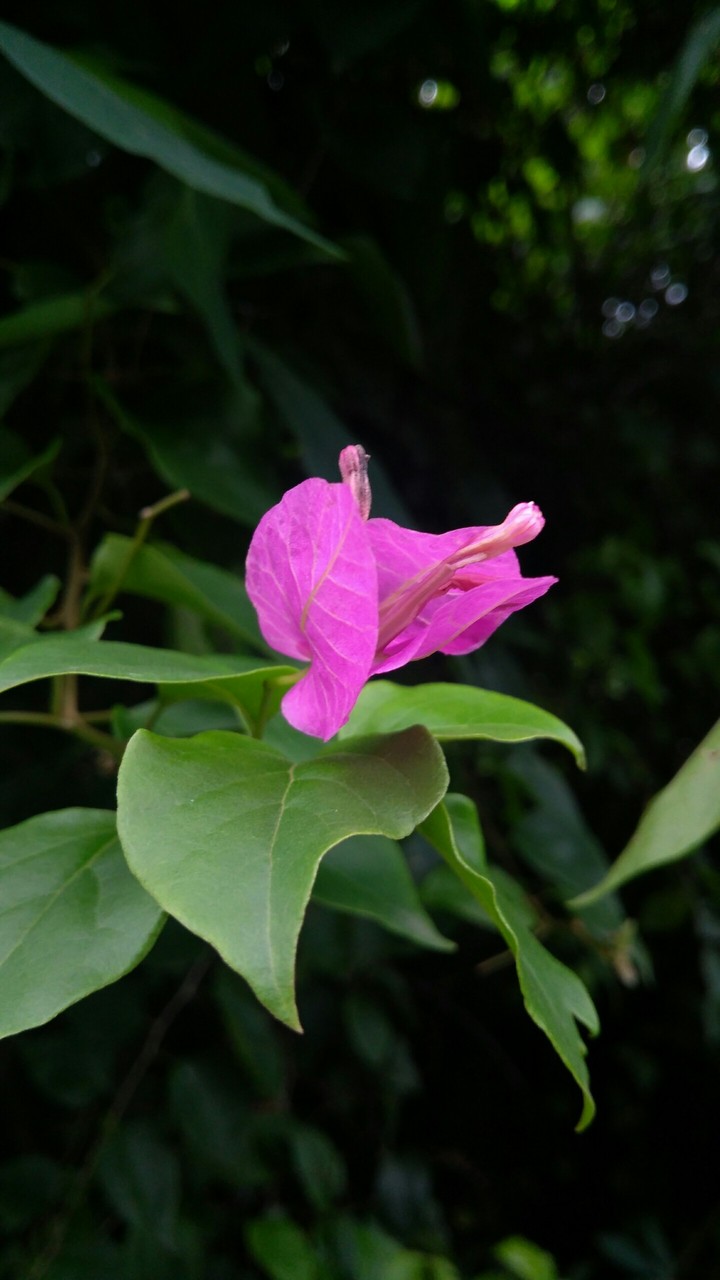 Paper Flower..