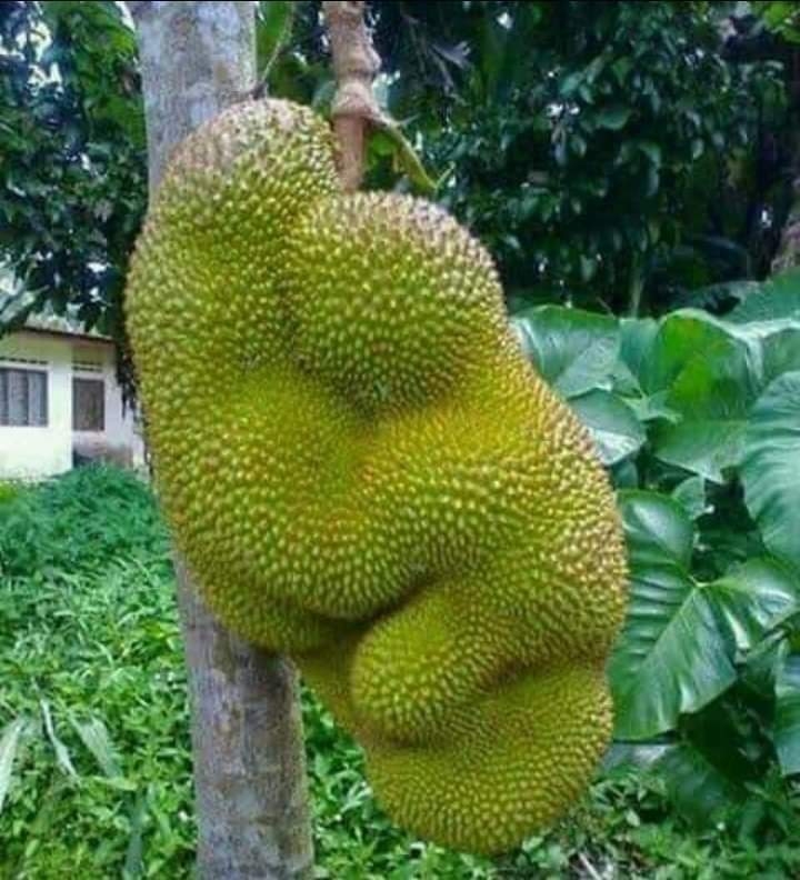 Vejam a obra da natureza amigos.