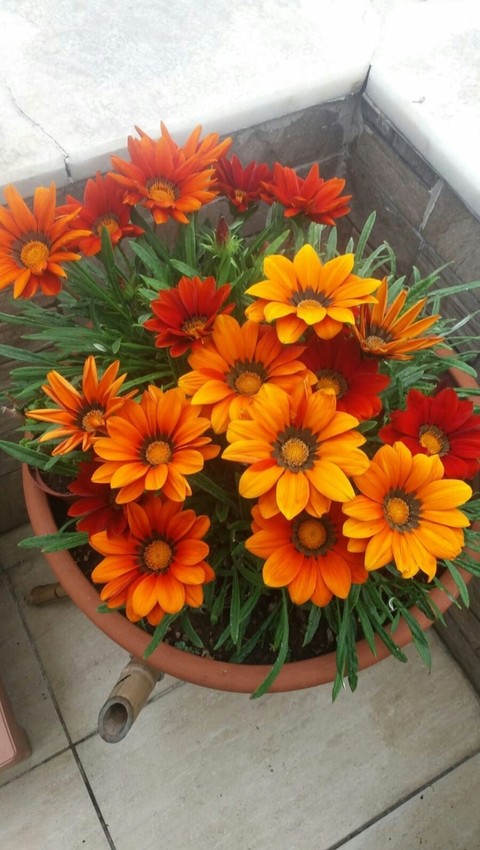 superstar, botany achtergronden
