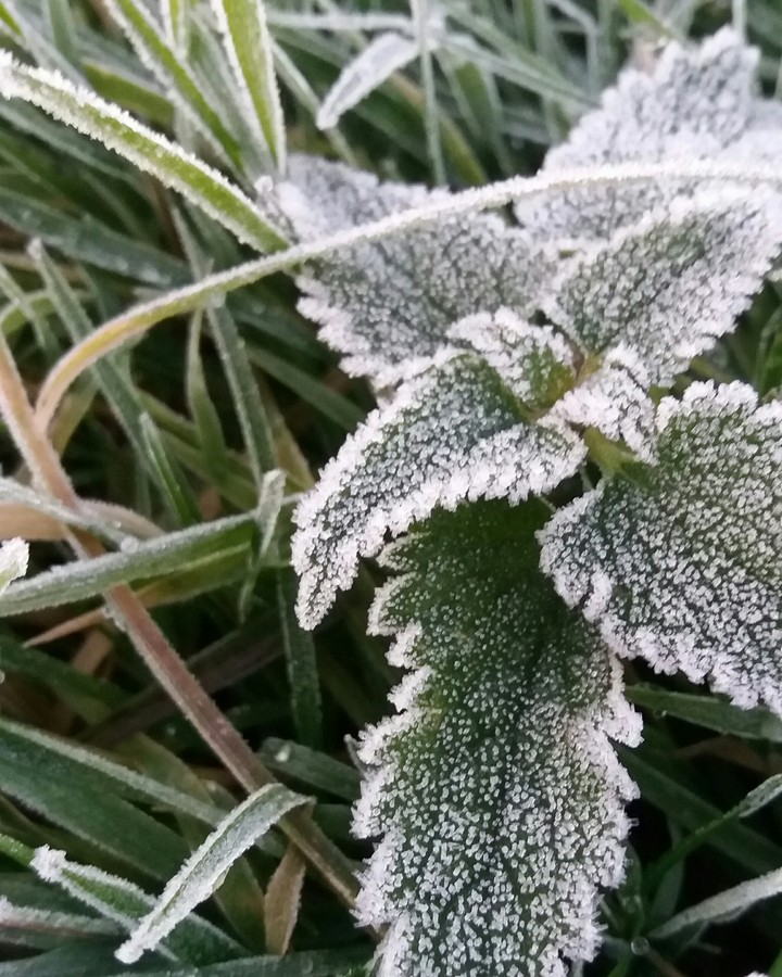frost