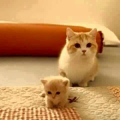 mignon