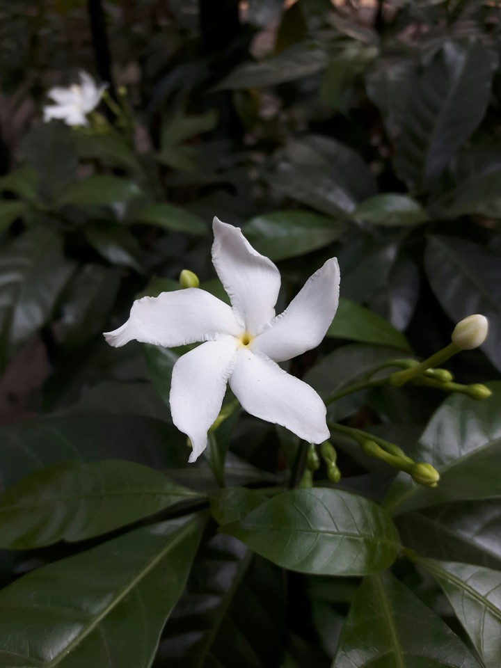 white flowers
