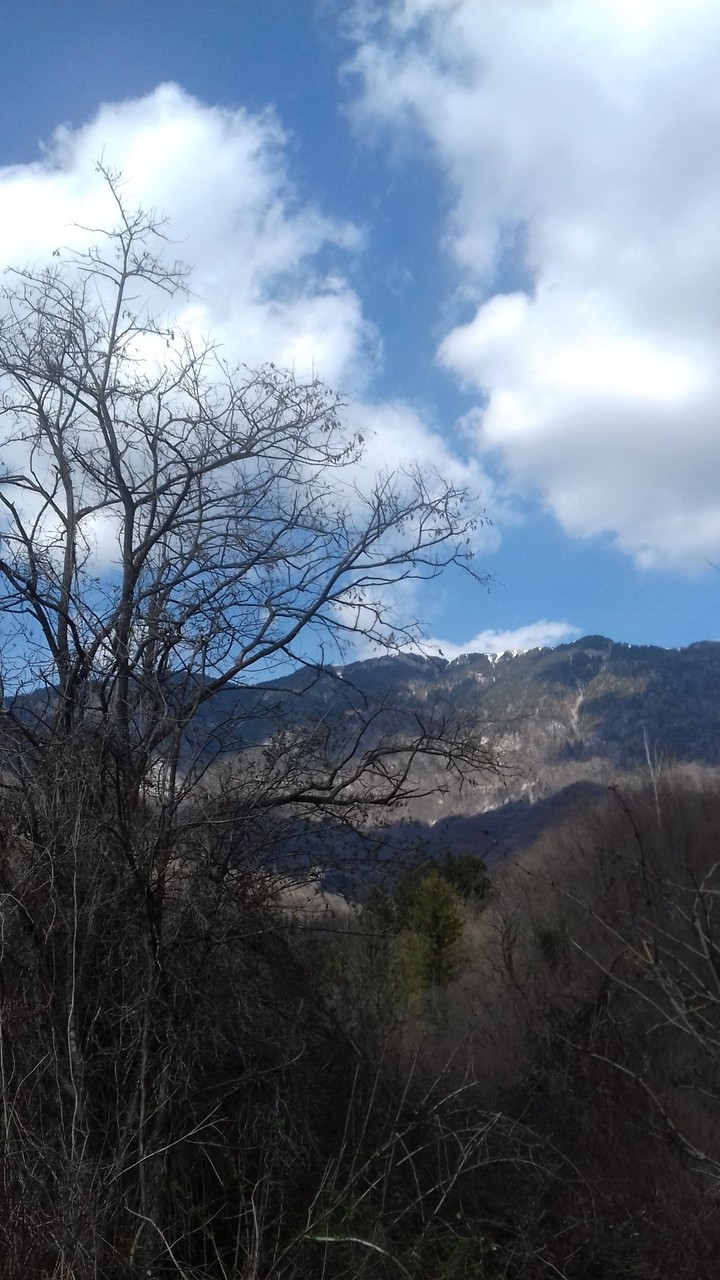 albero e nuvola