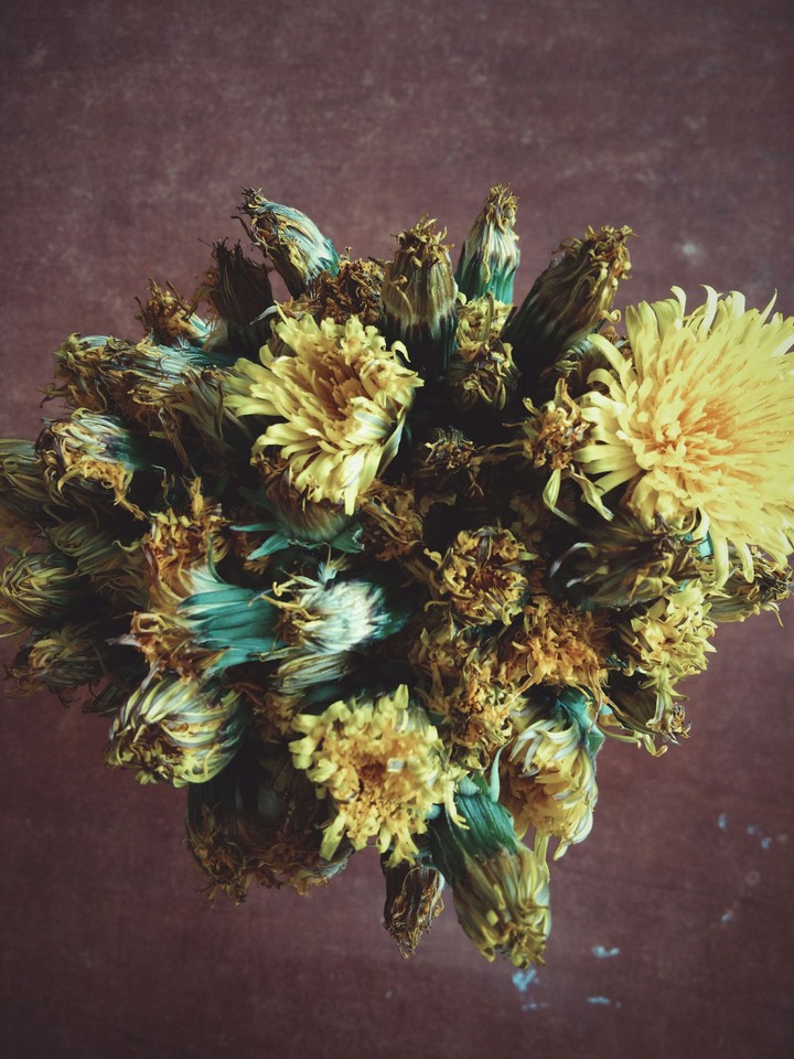 Dandelions