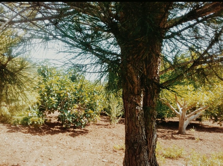 Natura viva
