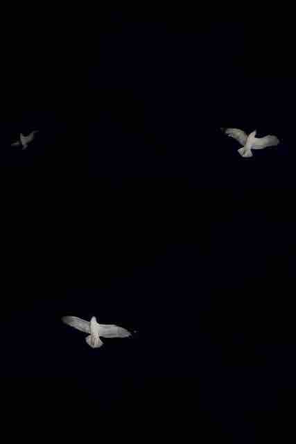 flying