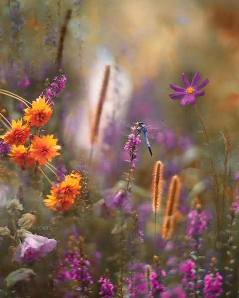 sfondi nature, flower