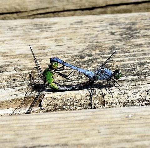 sfondi odonata, Close-up