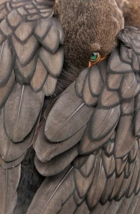 Cormorant