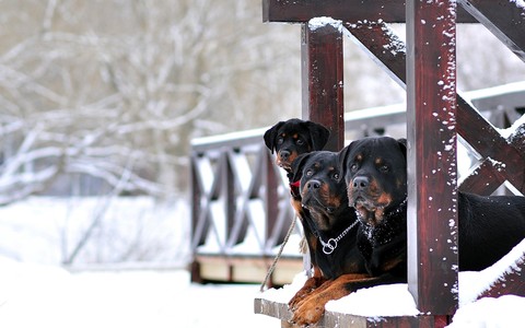dog, freezing Hintergrundbilder
