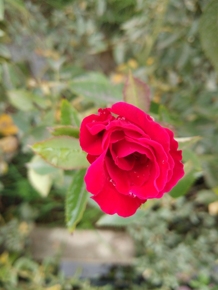 best rose