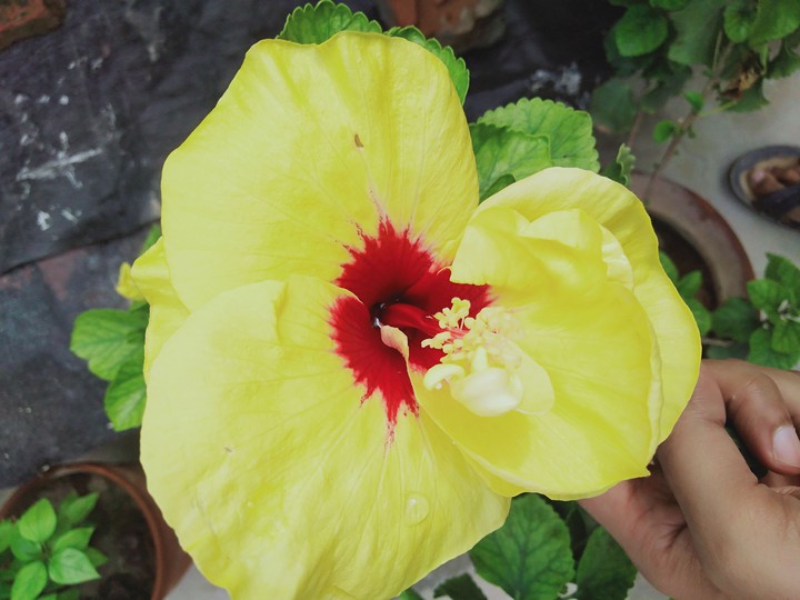 hibiscus