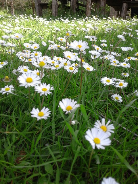 spring, grass háttérképek