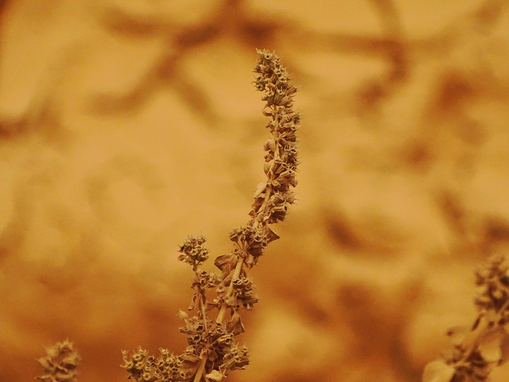 Dusty_stem