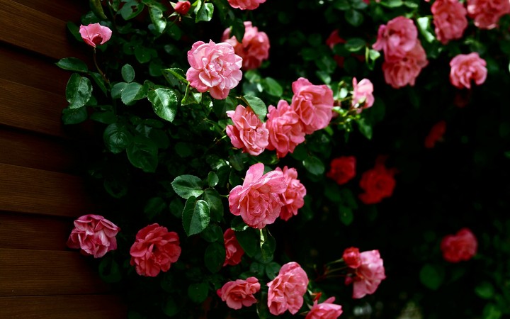 roses