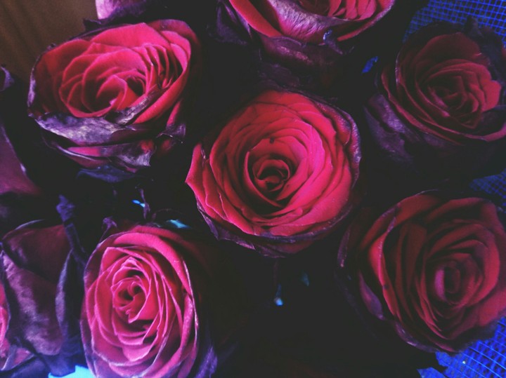 rose 