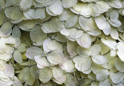 sfondi hydrangeaceae, White