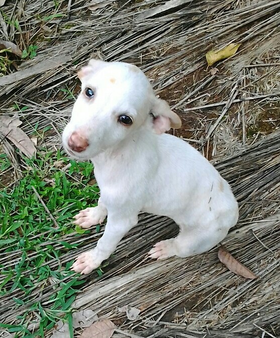 My cute dog