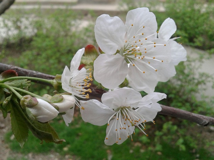 spring