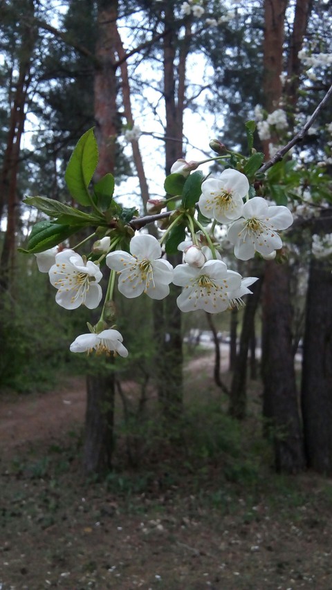 White blodsom