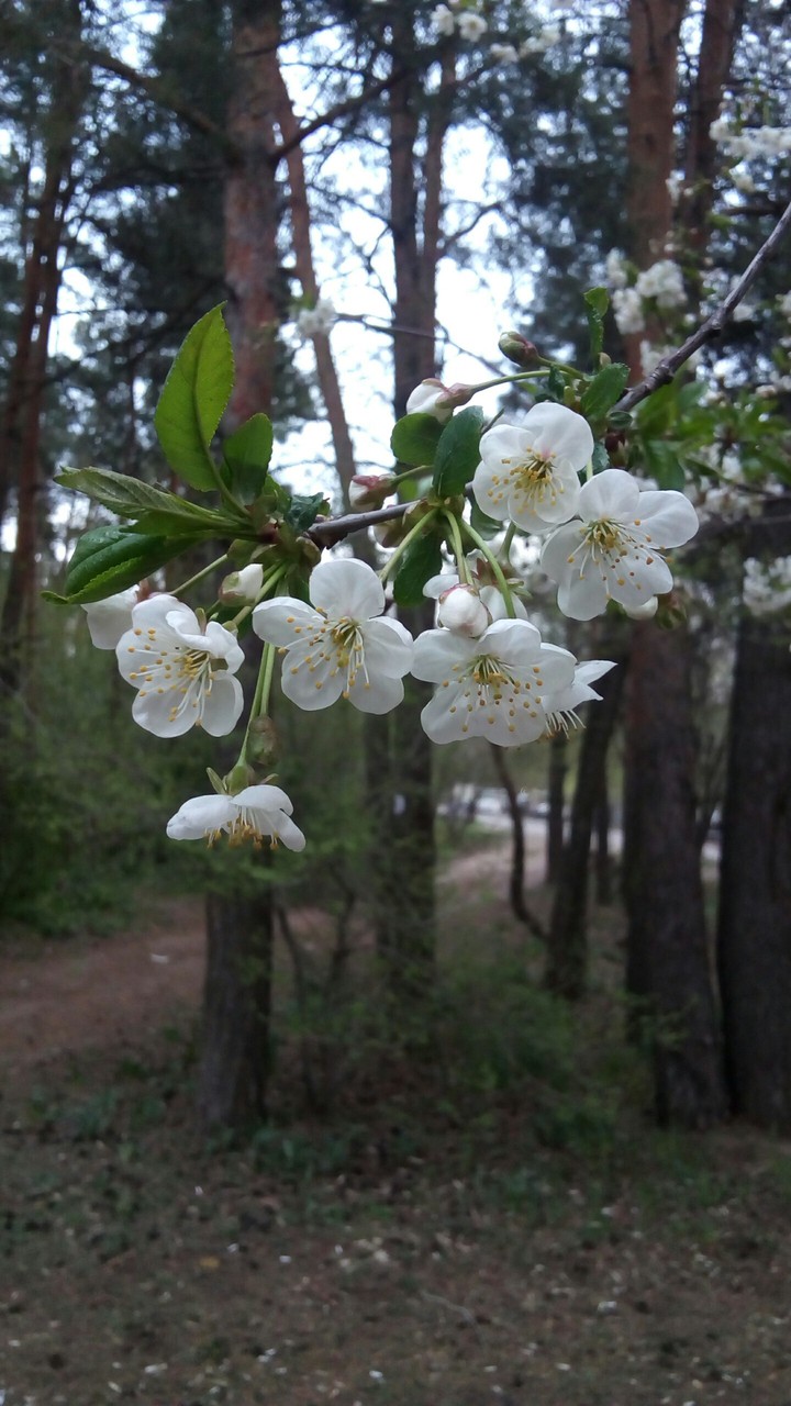 White blodsom