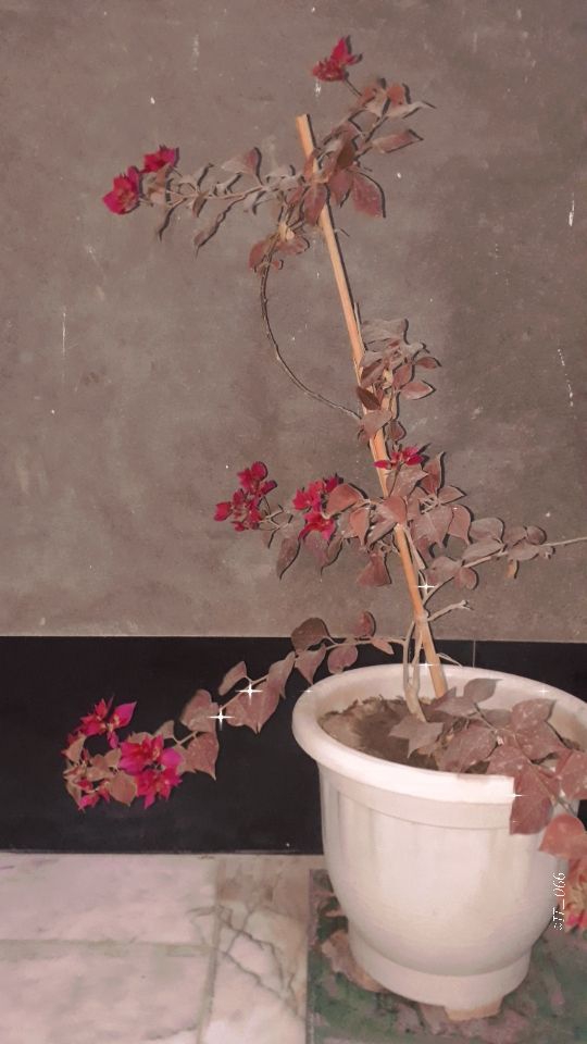 rose