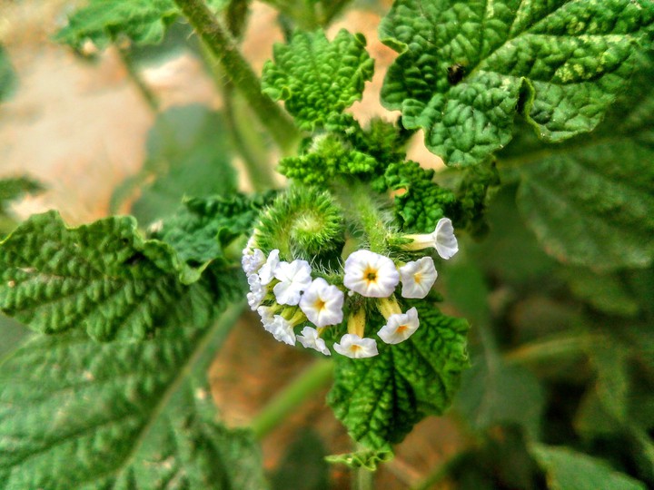 Flower