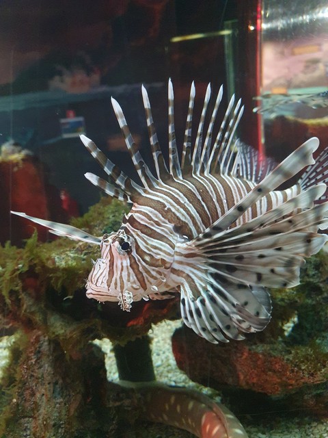 tapety Fish, lionfish