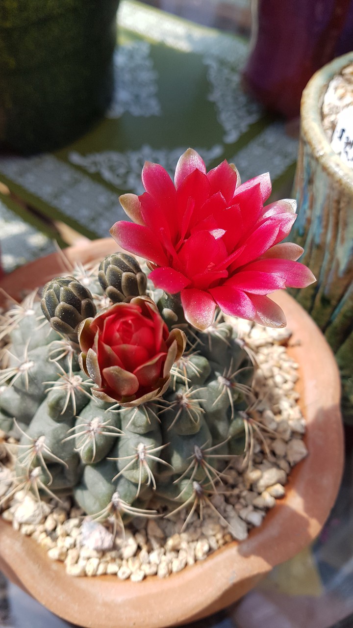 cactus