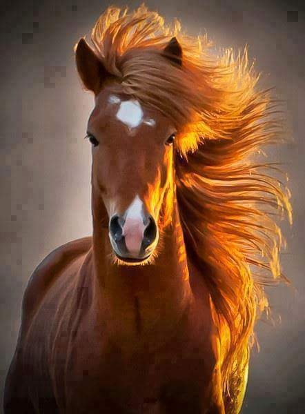 horse