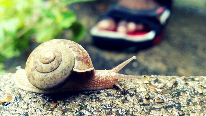 snail 