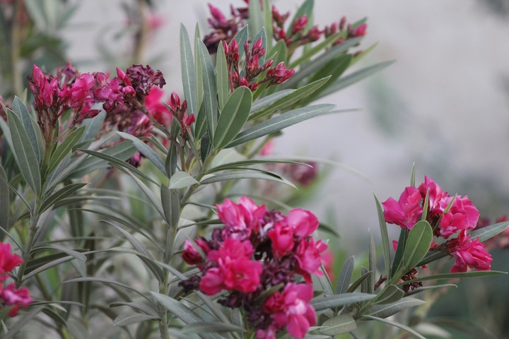 Pink Flowers