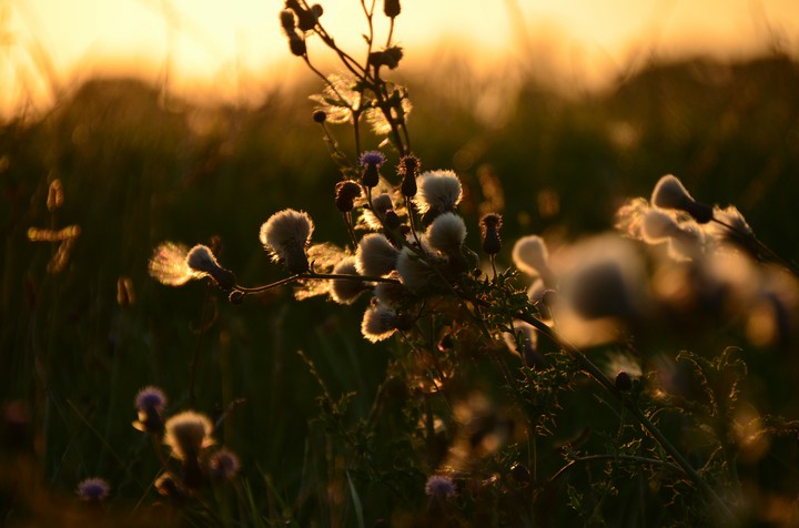 sunset flowers