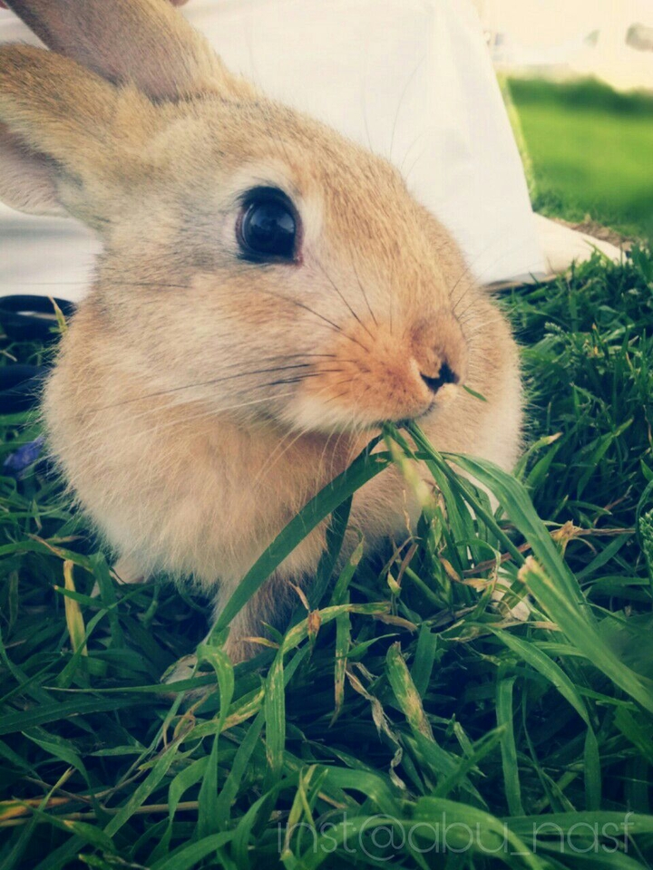 Rabbit