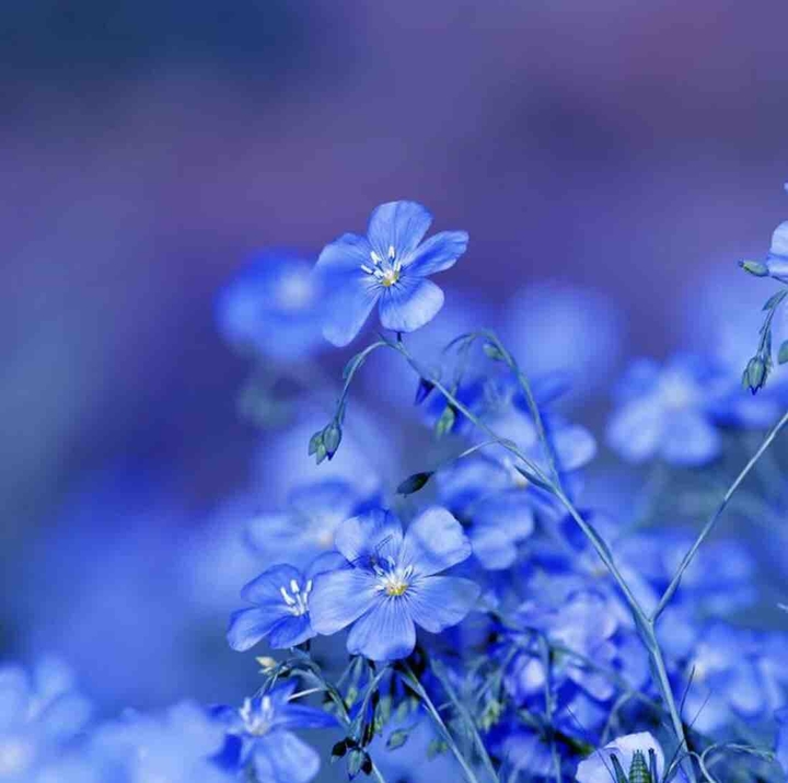 Flowers prefect