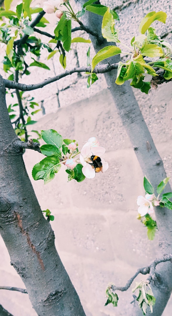 Bumblebee