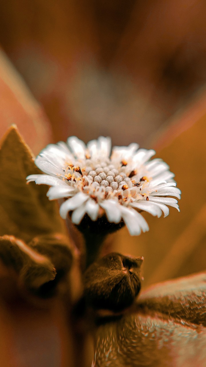 flower plant