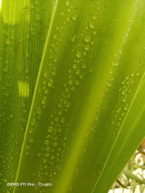hình nền plant, closeup
