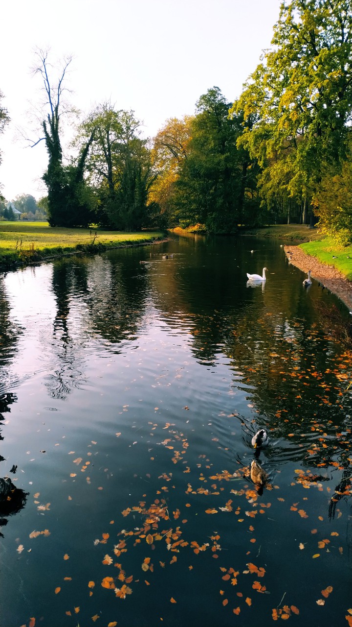 nature. autumn. Park. Potsdam Sanssouci
