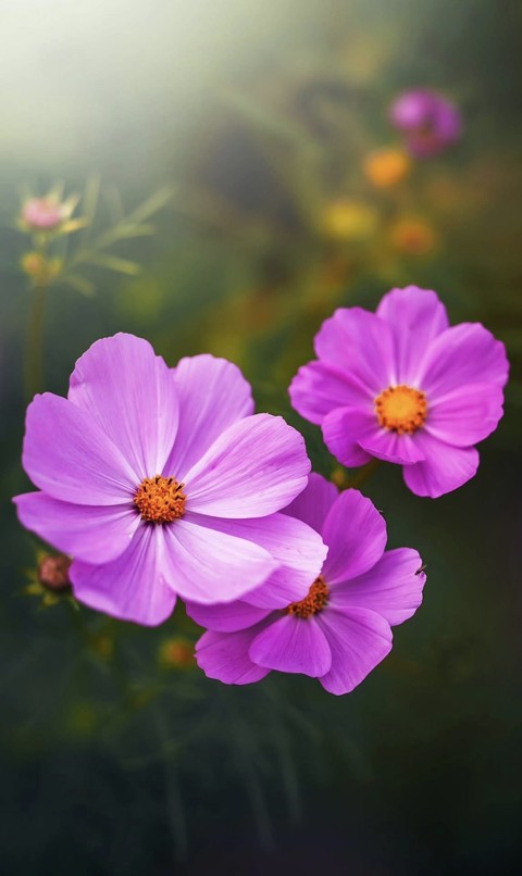 тапети cosmos, closeup