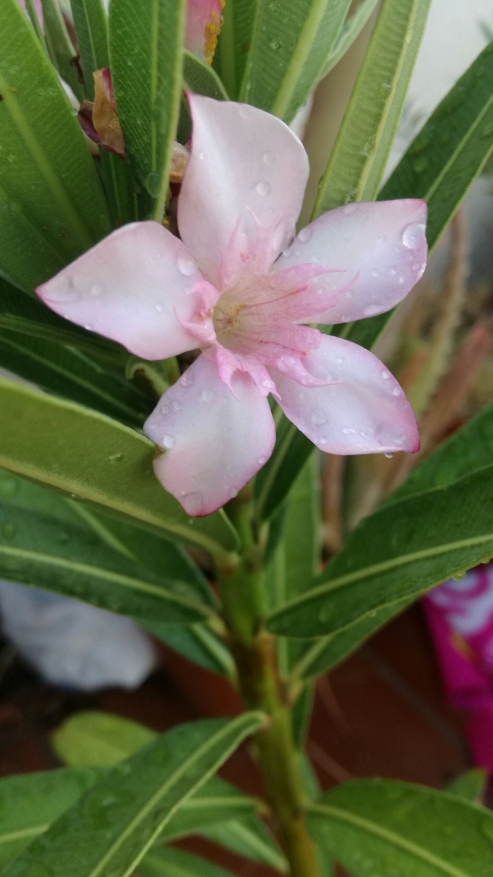 Pink flower