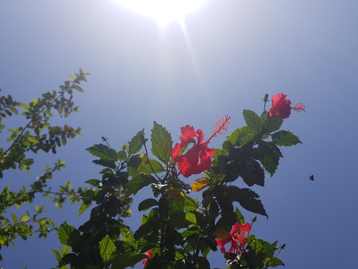 flower