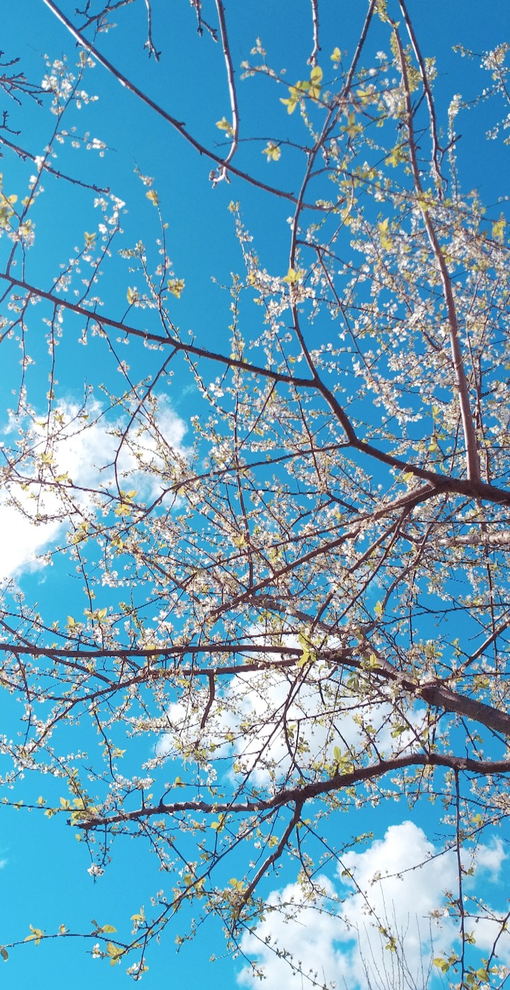 spring