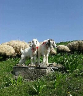 minnoşlar