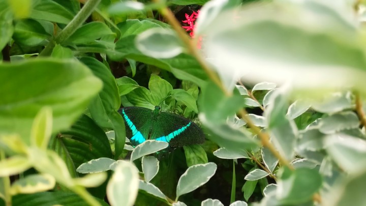 #butterfly #beautiful #colourful