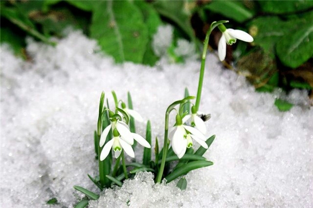 Spring