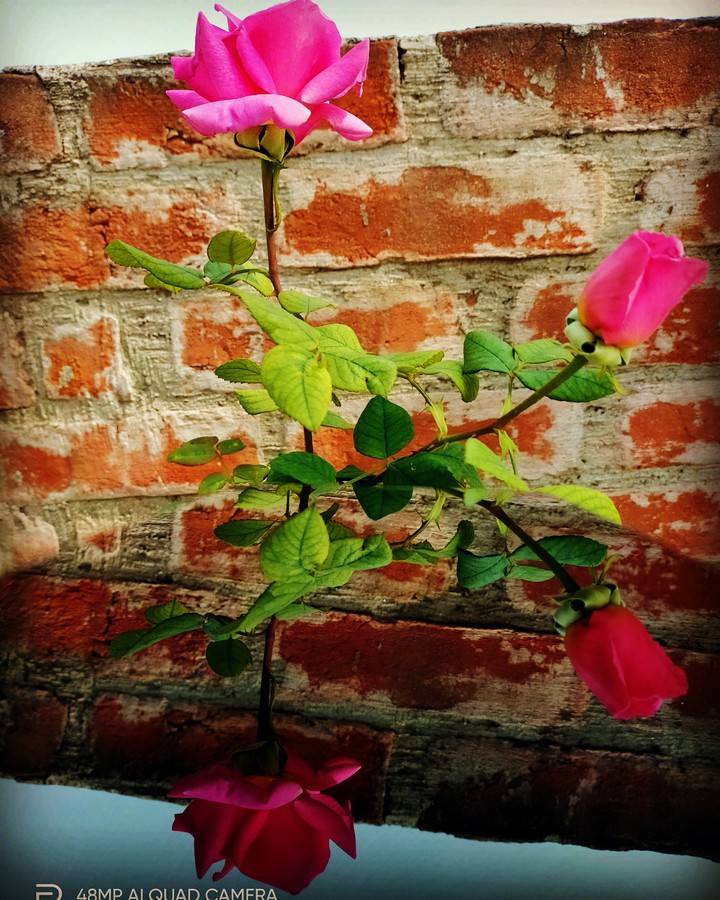 rose